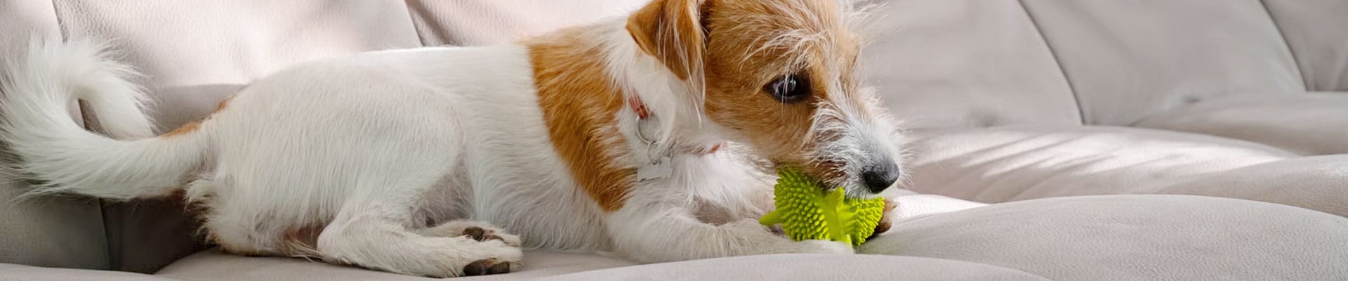 Dog playing with a small green textured toy